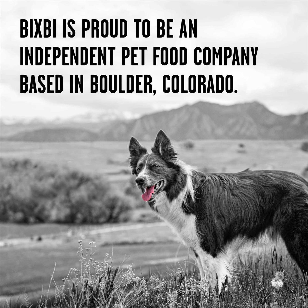Freeze Dried Duck Recipe Dog Food B40123