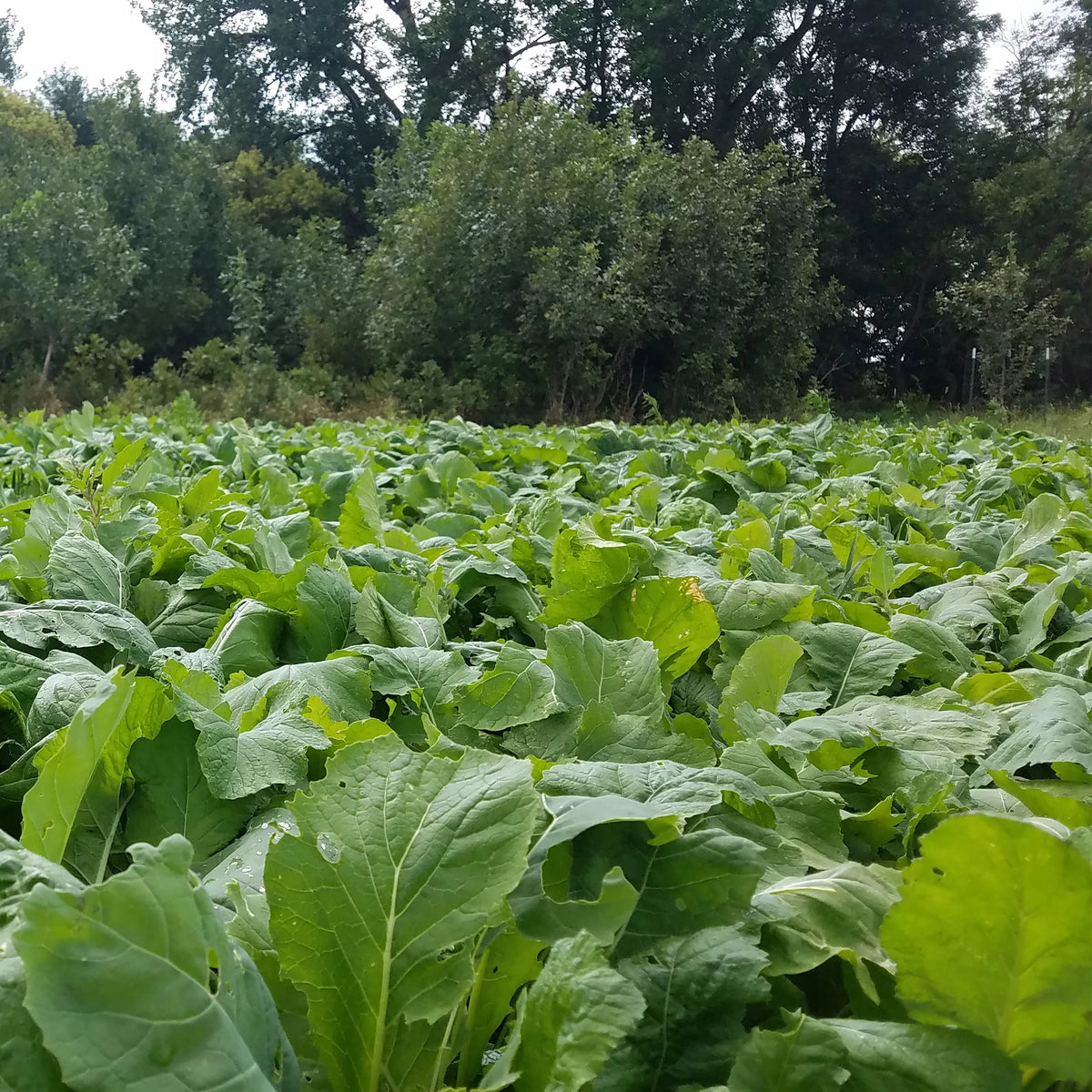 2lbs Brassica Blend Deer Food Plot O7390