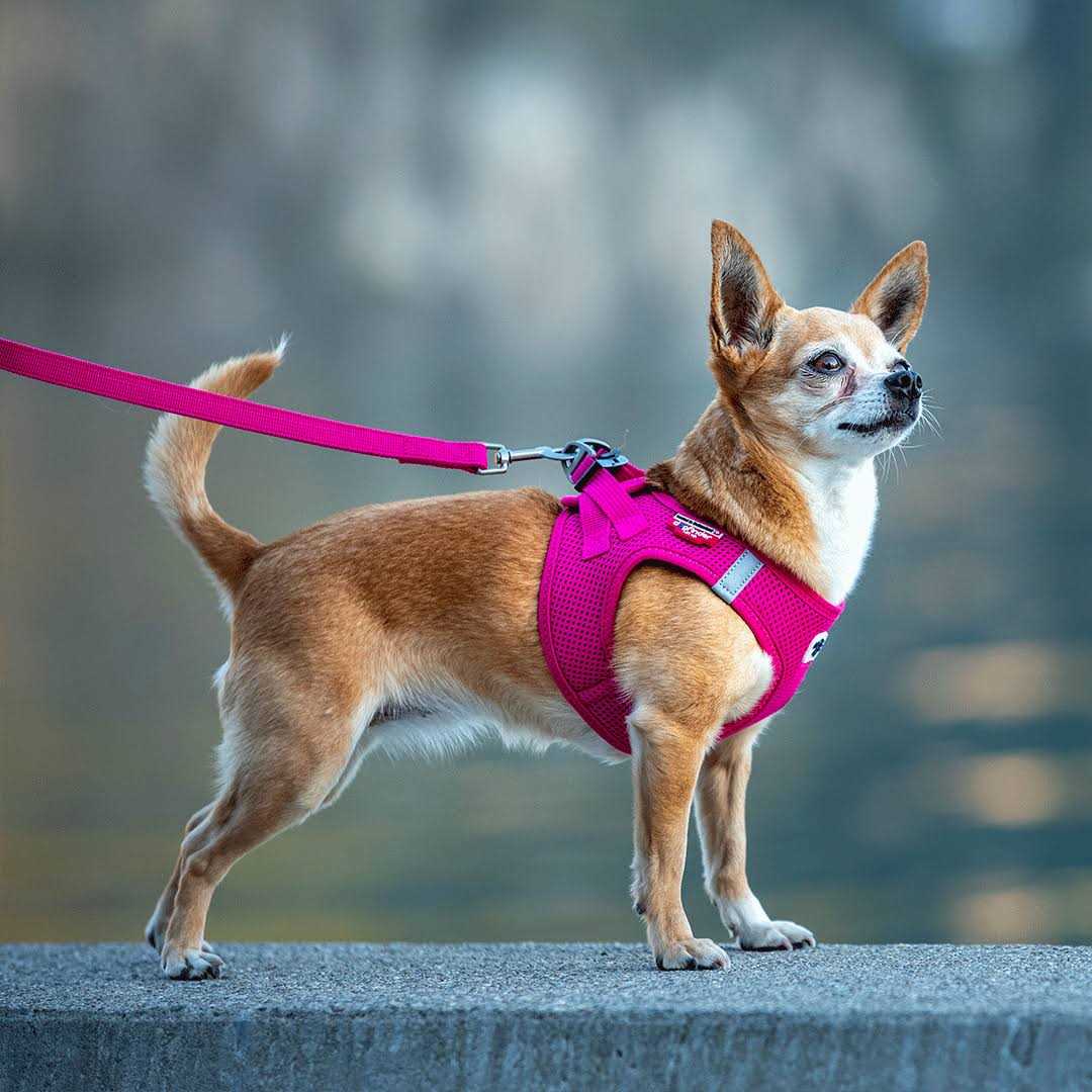 Air-Mesh Dog Harness V44755