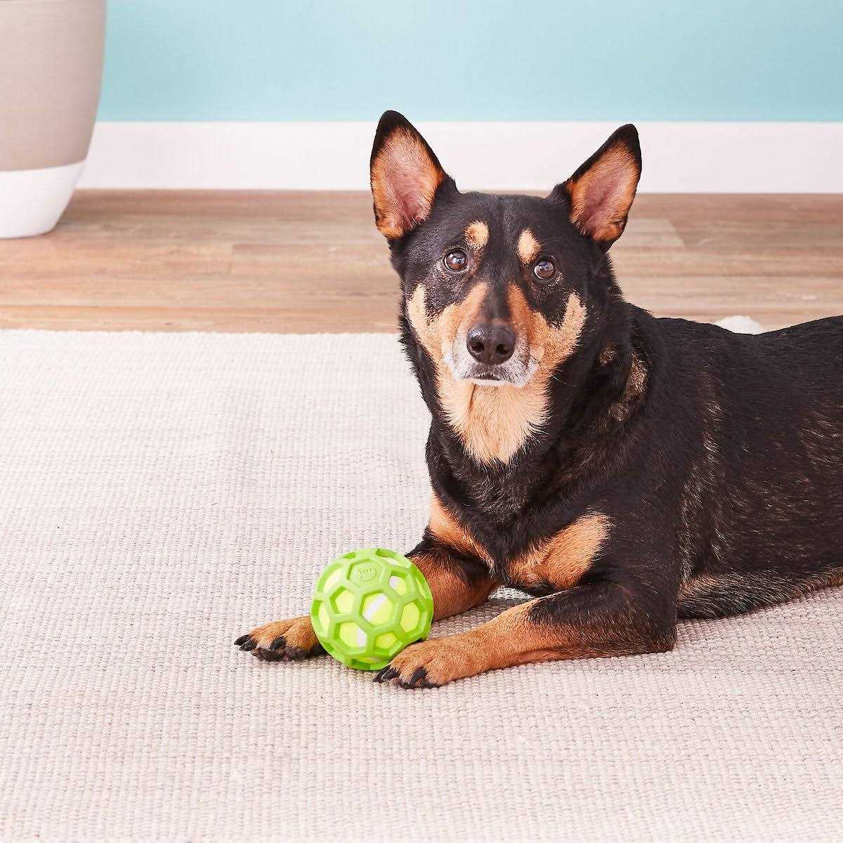 Dog Toy H157174