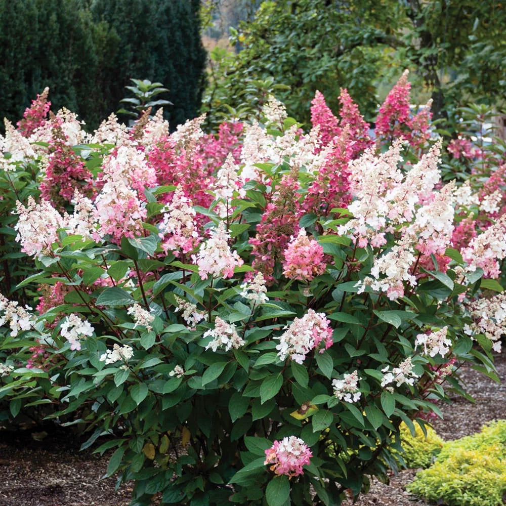Creamy White and Red Flowers Live Shrub J810