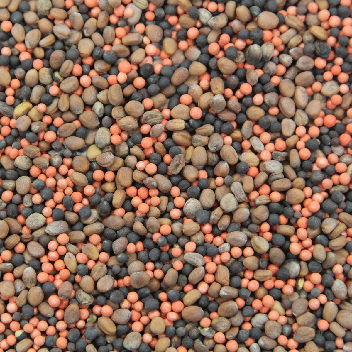 2lbs Brassica Blend Deer Food Plot O7390