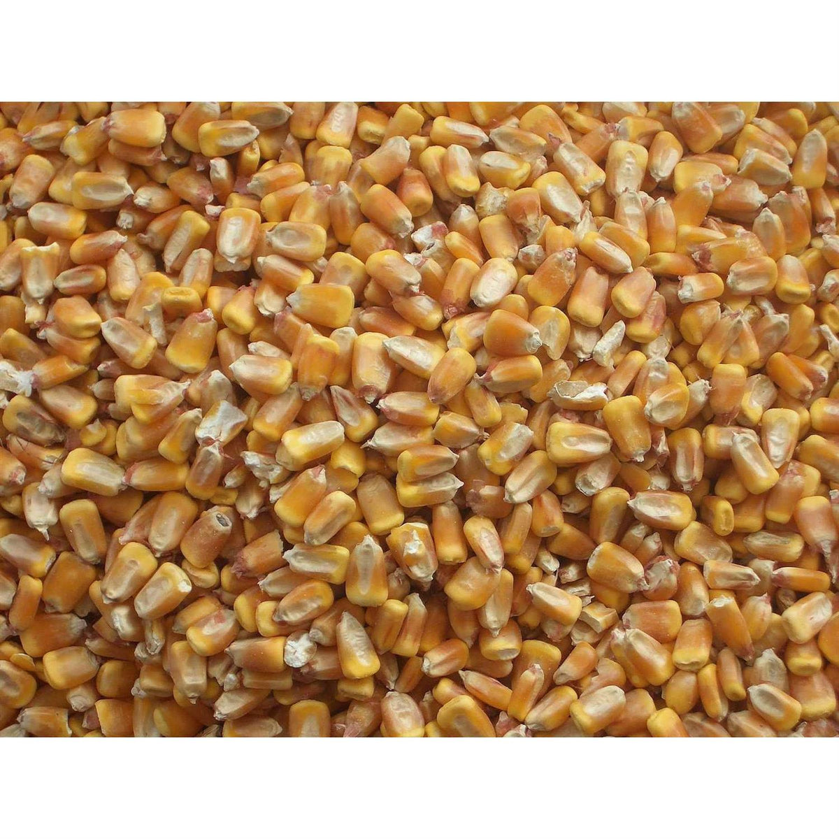 Whole Corn for Wildlife Feeding G727604