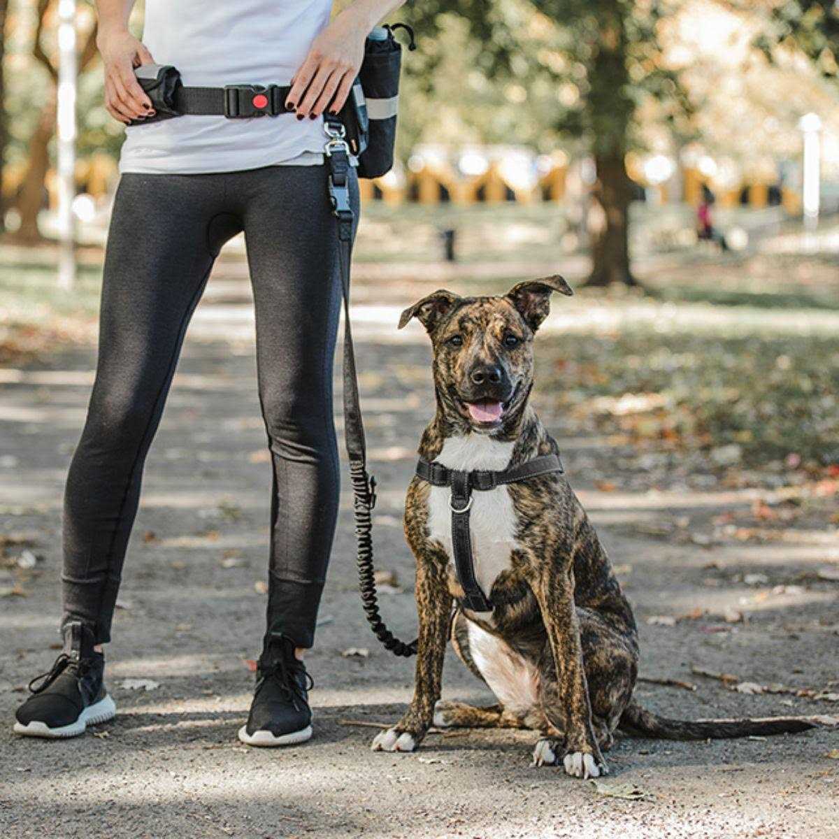 Pet Waist Belt & Bungee Leash H6505