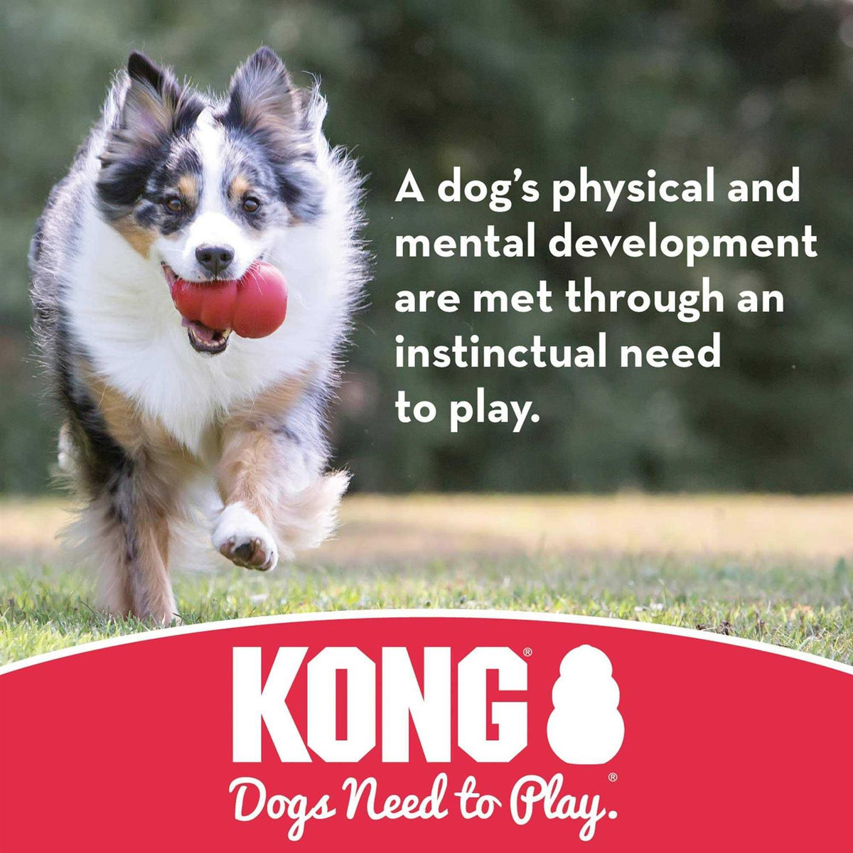 Dog Toy T260