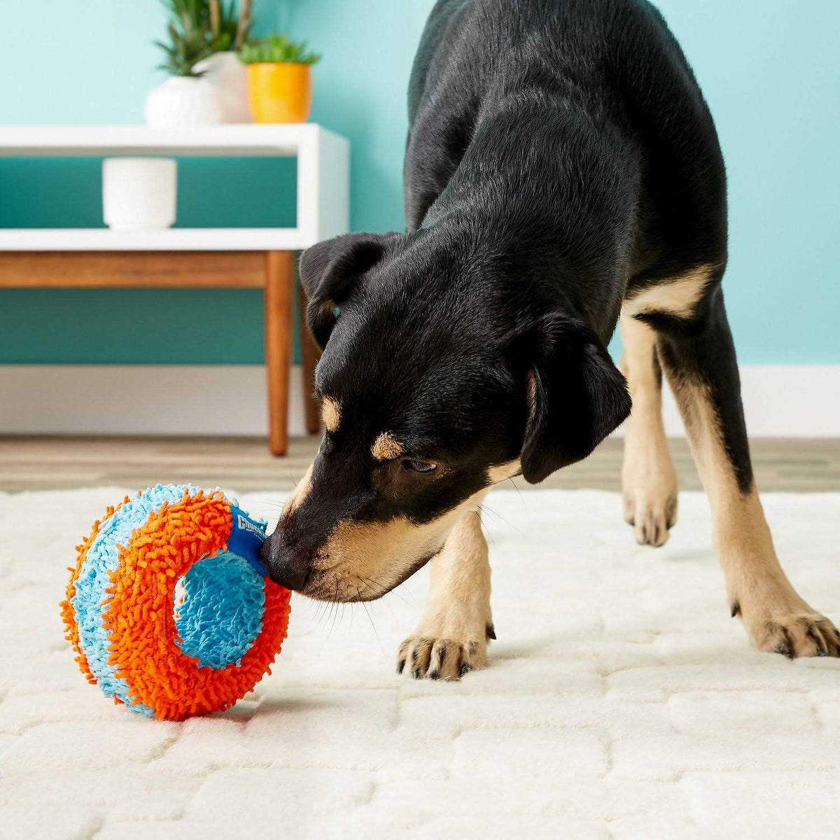 Indoor Roller Dog Toy N260