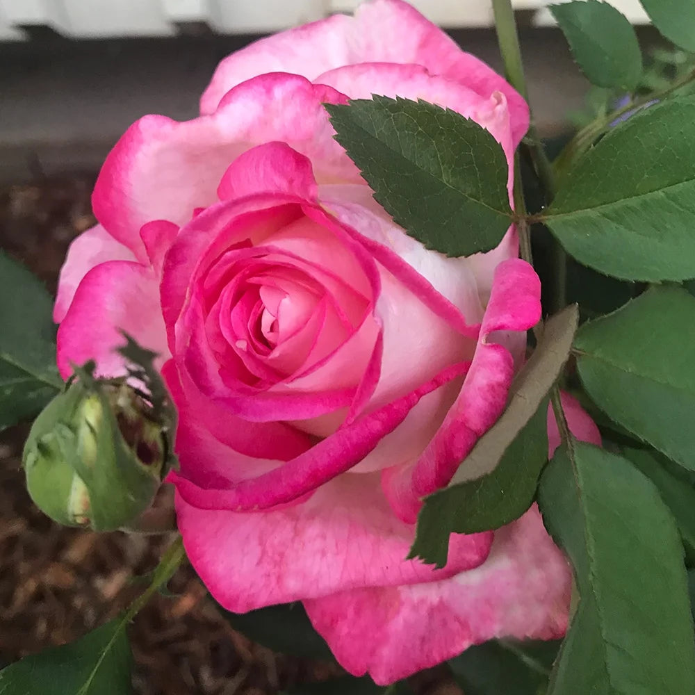 Pink Hybrid Tea Rose J635