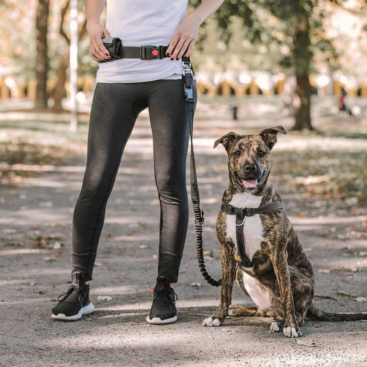Pet Waist Belt & Bungee Leash H6505